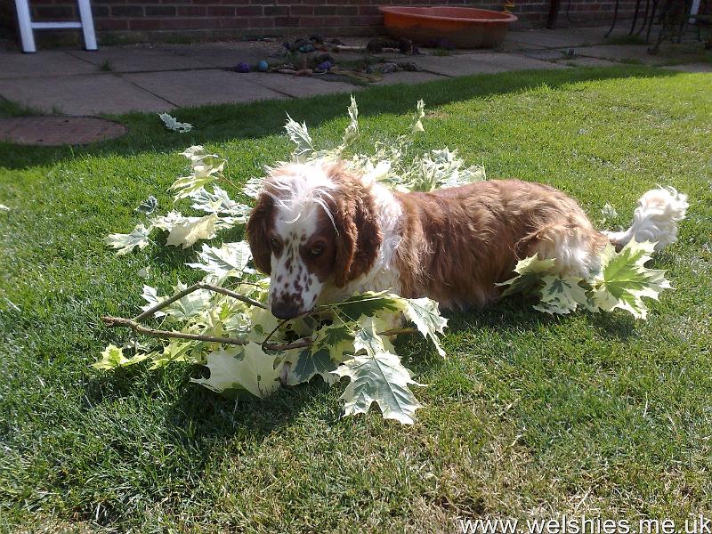 2011-06-11 03.jpg - And I can chew this up into little bits for Mummy...